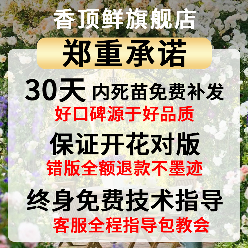 包开花 铃兰花苗室内花盆栽花卉 带芽发货品种保证新手易种 香顶鲜旗舰店 淘优券