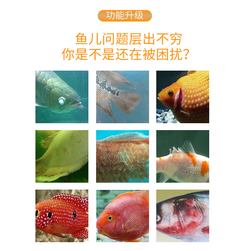 日本黄粉速溶黄粉鱼缸水族观赏鱼用非鱼药杀菌水霉烂身烂尾白点净 - 图1