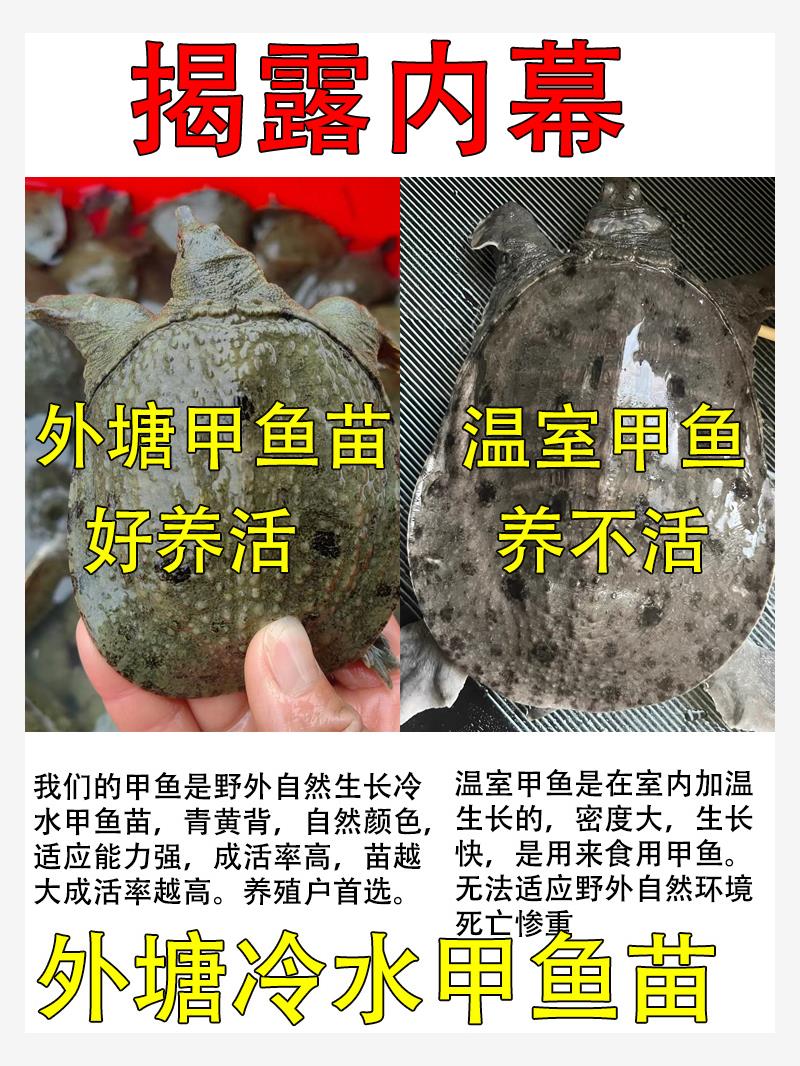 甲鱼活苗外塘养殖中华鳖鱼乌龟王八团鱼水鱼苗龙鱼饲料小老鳖苗 - 图0