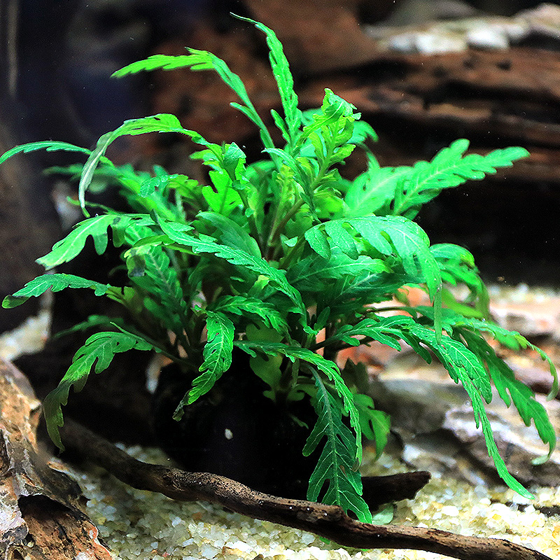 鱼缸水草植物真草造景套餐蜈蚣草阴性增氧沉木趴地矮珍珠懒人水榕-图1