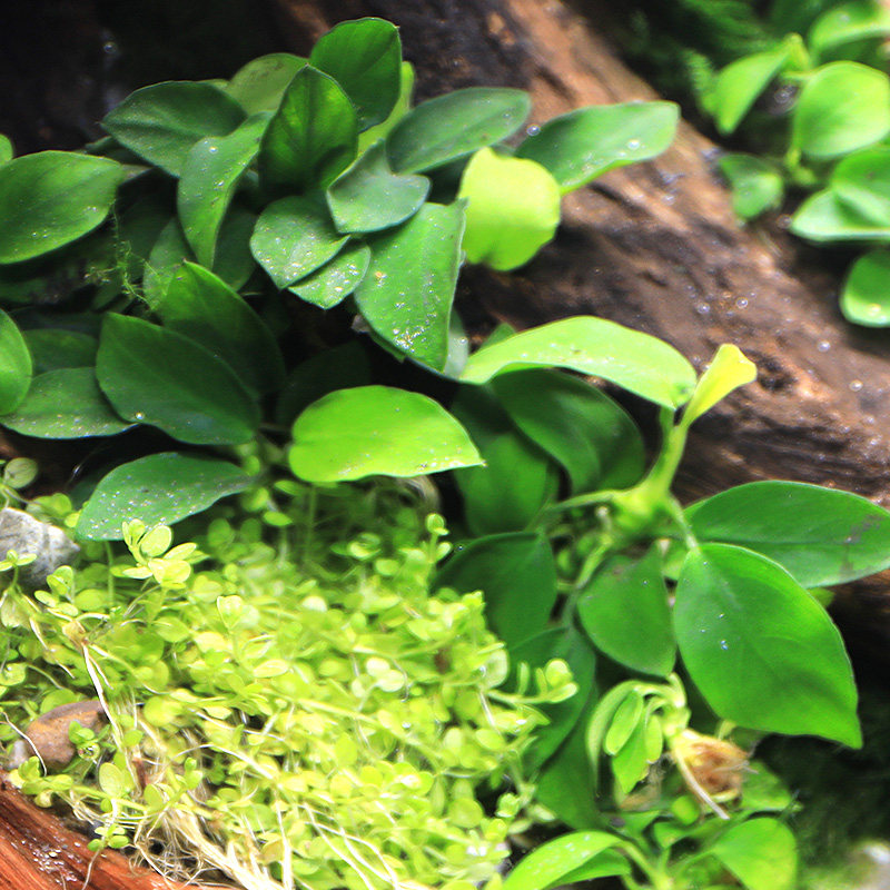 鱼缸活体水草植物真草造景套餐阴性增氧趴地珍珠懒人水榕沉木莫斯,淘宝优惠券,粉丝福利购,淘宝优惠卷