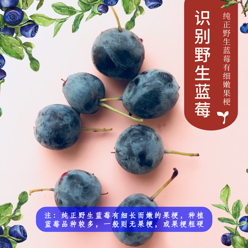 仙家小农女野生无添加剂蓝梅蓝莓干 仙家小农女食品蓝莓