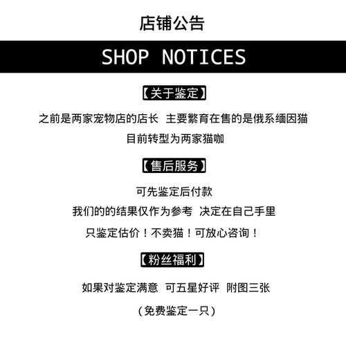 【缅因猫鉴定】缅因猫品种品相鉴定估价俄系美系烟灰凯米尔银虎斑 - 图1