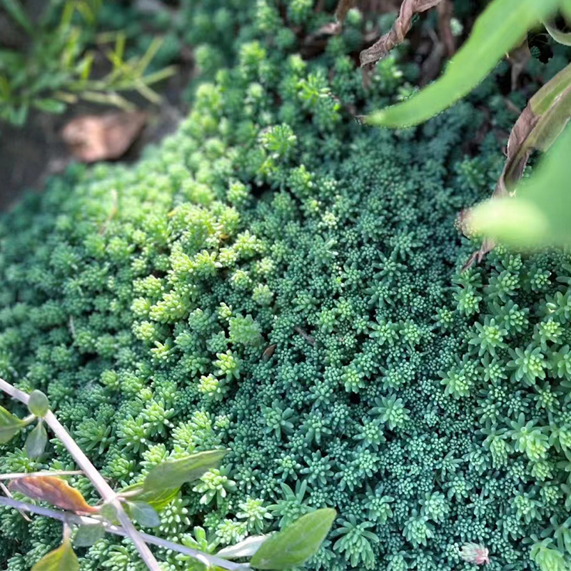 薄雪万年草耐干旱多年生草本植物常青屋顶庭院花园中华景天多肉 - 图1