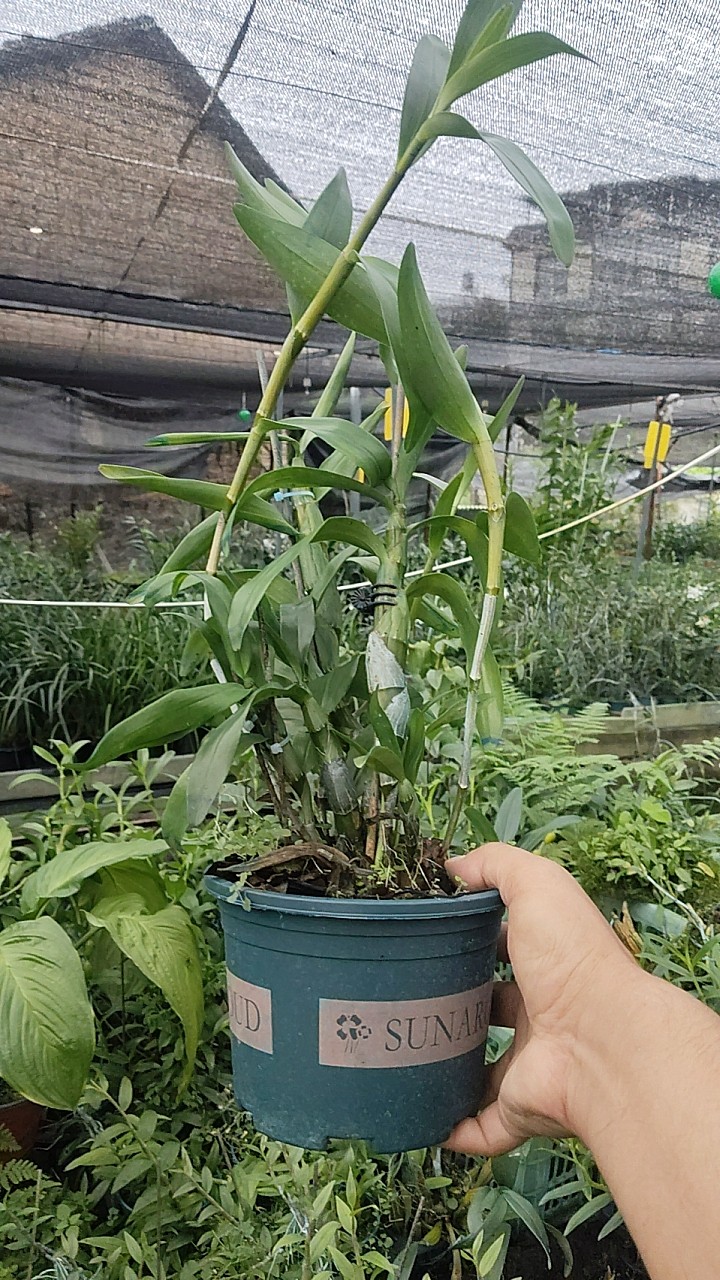 Dendrobium signatum Rchb. f.斑眼黄喉石斛一盆,淘宝优惠券,粉丝福利购,淘宝优惠卷