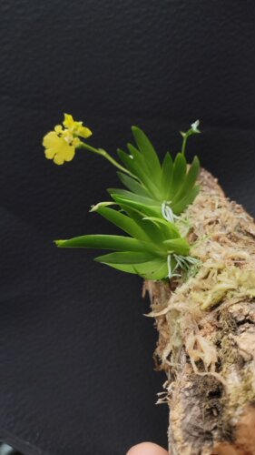 南美扇叶文心兰Erycina pusilla (L.) N.H.Williams & M.W.Chase - 图0