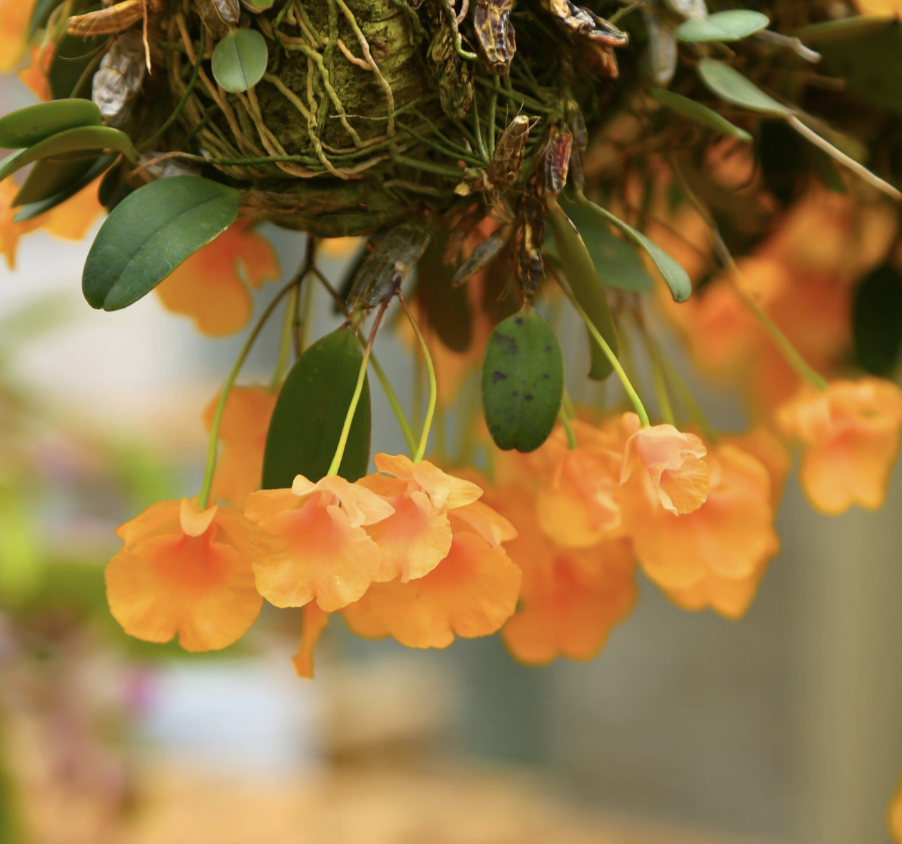 小龟背石斛Dendrobium jenkinsii #石斛兰#洋兰#雨林缸热植,淘宝优惠券,粉丝福利购,淘宝优惠卷