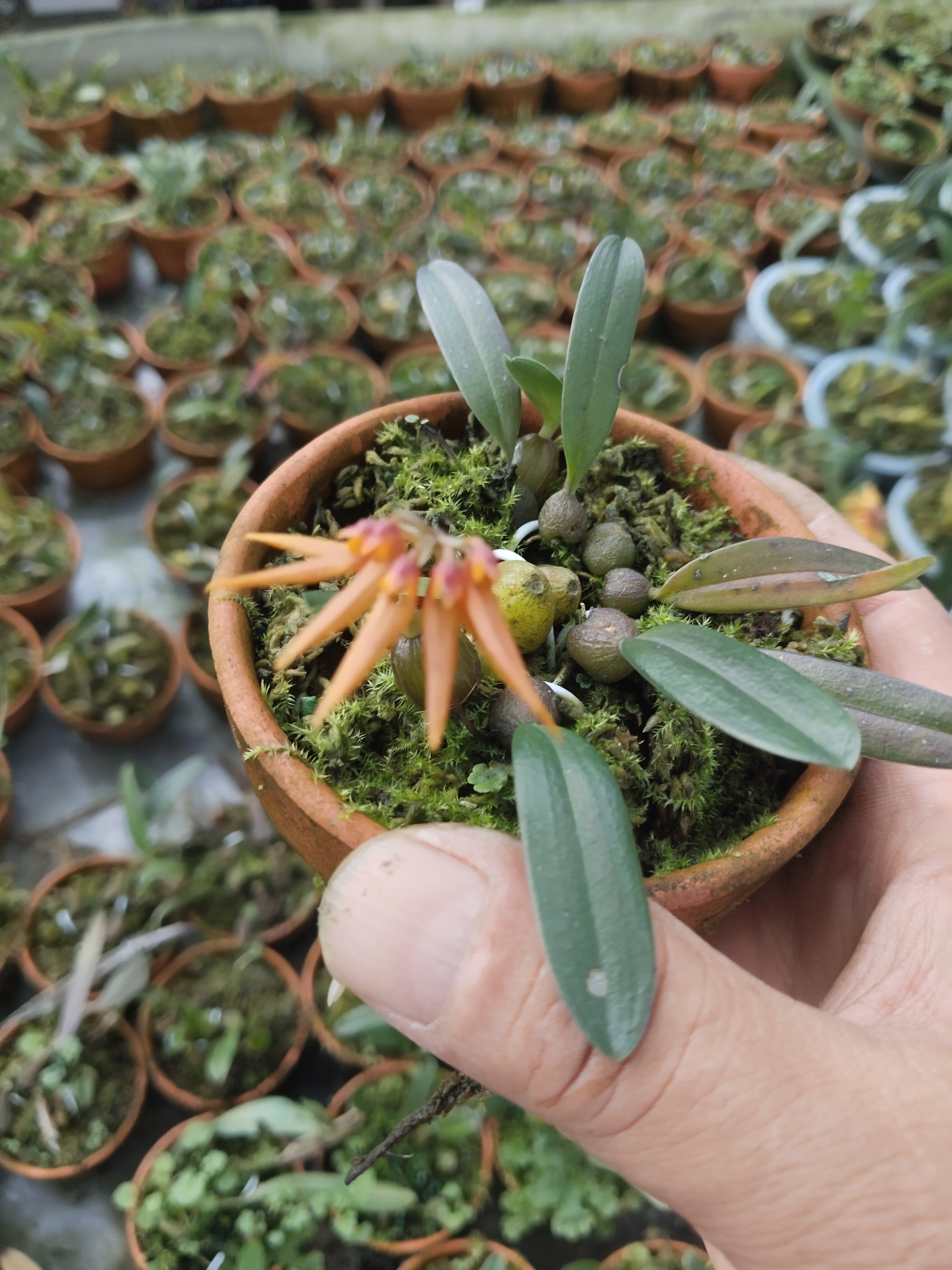 藓叶卷瓣兰Bulbophyllumretusiusculum#雨林缸热植#附生兰#石豆兰,淘宝优惠券,粉丝福利购,淘宝优惠卷