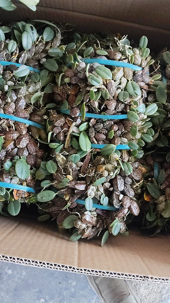 小龟背石斛Dendrobium jenkinsii #石斛兰#洋兰#雨林缸热植,淘宝优惠券,粉丝福利购,淘宝优惠卷