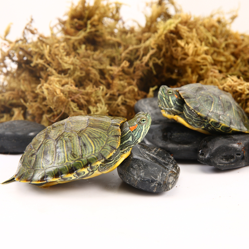 乌龟活物巴西龟小乌龟活物一对可观赏龟情侣深水龟活体好养宠物龟,淘宝优惠券,粉丝福利购,淘宝优惠卷