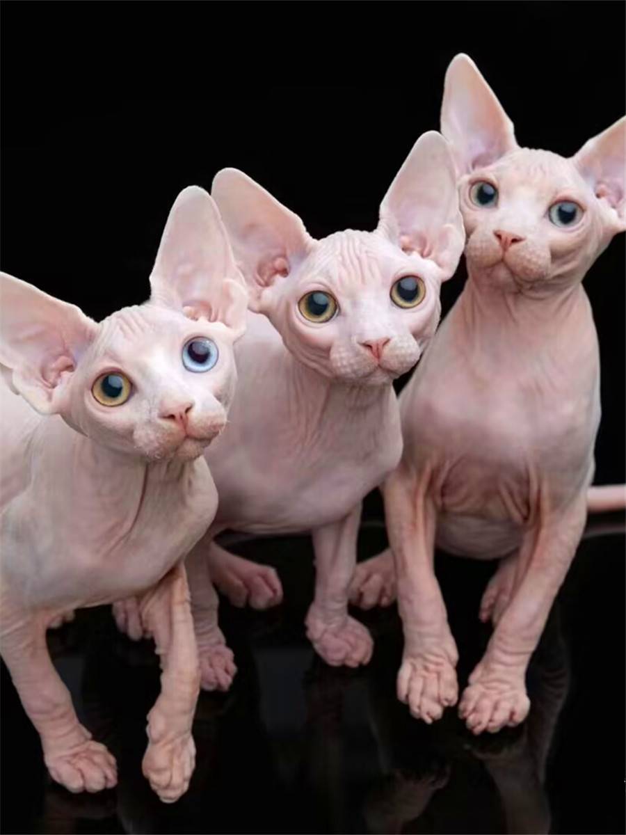 无毛猫幼猫加拿大斯干芬克斯宠物活体异瞳蓝眼纯种黑蓝白皮皮无毛 - 图0