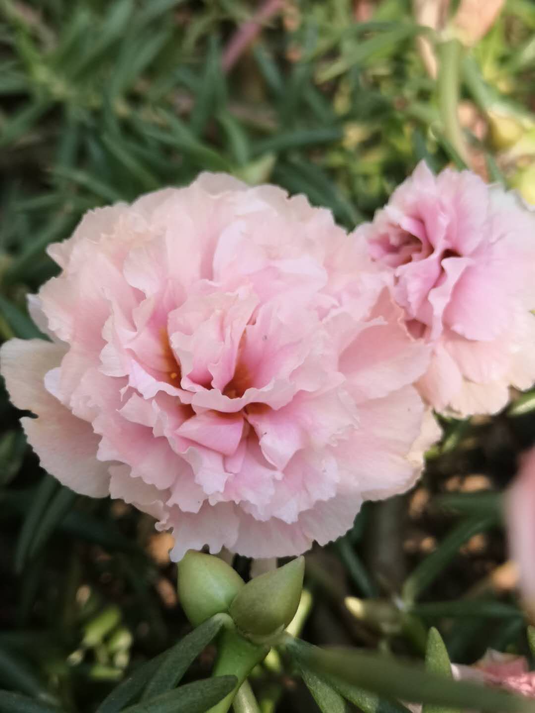 进口重瓣太阳花苗 植物盆栽庭院阳台 宿根花卉 牡丹净化空气 包邮