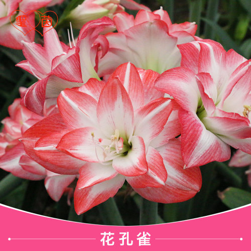 圣茵朱顶红种球 花孔雀  根花卉种植盆栽好养活 - 图0