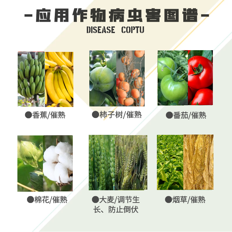 安道麦安美福40%乙烯利 香蕉棉花催熟烟草蔬菜催熟营养生长调节剂 - 图2