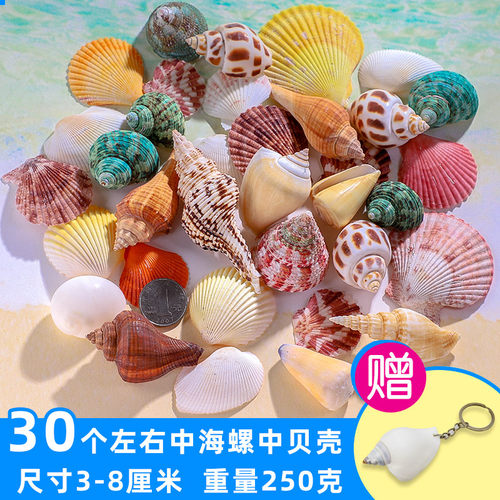 天然贝壳鱼缸造景小海螺壳手工装饰画标本卷贝鱼寄居蟹工艺品海星 - 图1