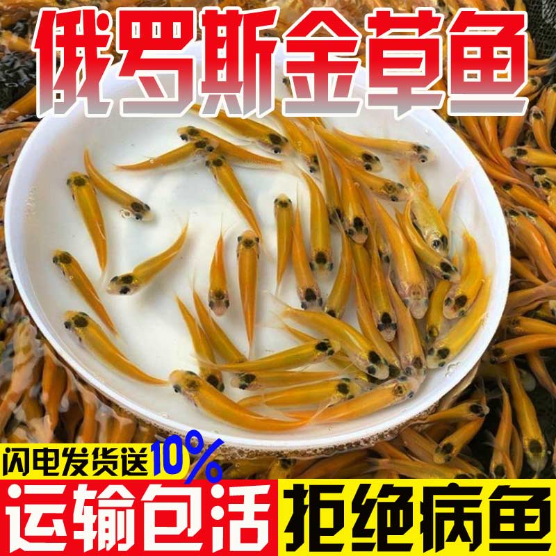 优质金草鱼苗淡水养殖食用冷水金丝皖红黄金丝草鱼俄罗斯金草鱼苗-图2