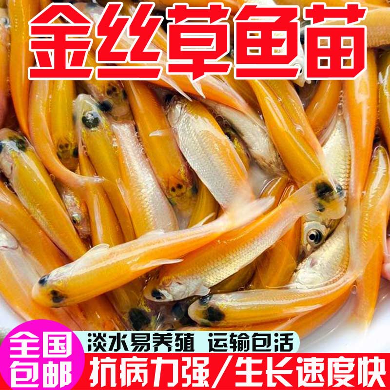 优质金草鱼苗淡水养殖食用冷水金丝皖红黄金丝草鱼俄罗斯金草鱼苗-图1