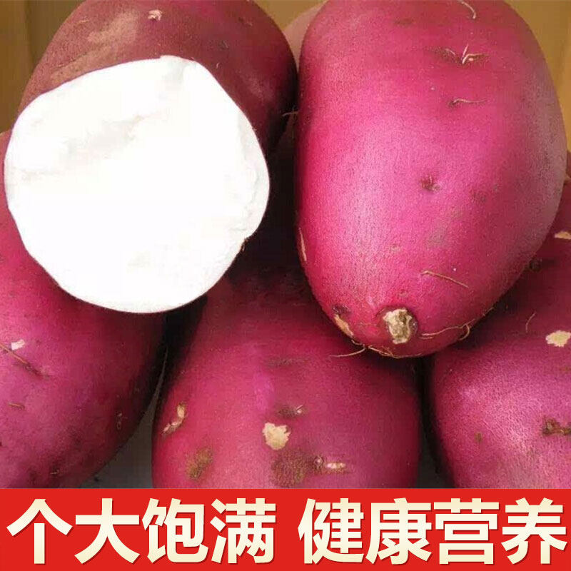 白心新鲜农家自种沙地地瓜10斤板栗 刘老喜番薯