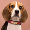 Gold bow tie dog collar with engraving to prevent loss, full dog type