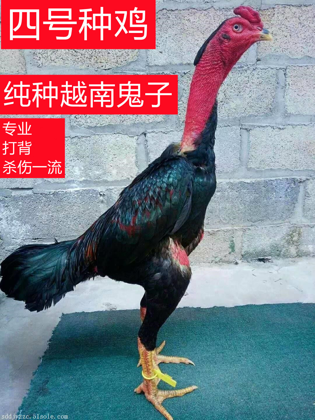 越南鬼子斗鸡中原斗鸡缅鸡泰鸡盖沙鸡活体包邮 - 图1