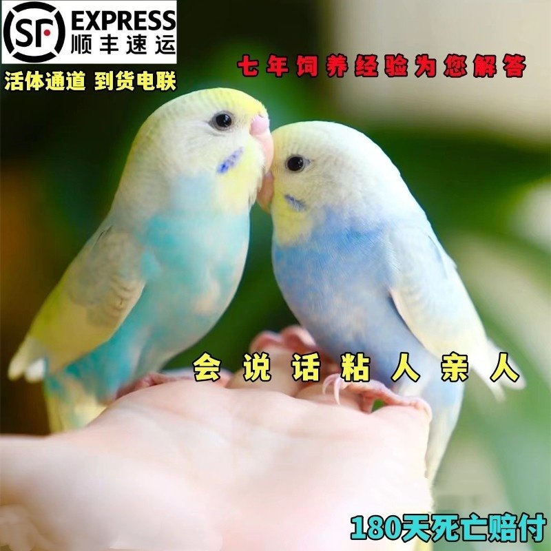 大头虎皮鹦鹉活鸟手养会说话的鹦鹉幼鸟唱歌小鸟牡丹玄凤观赏宠物,淘宝优惠券,粉丝福利购,淘宝优惠卷