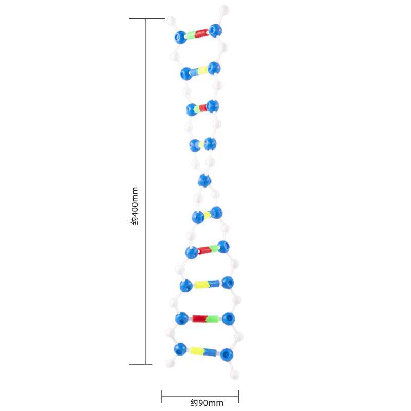 DNA双螺旋结构模型小号DNA教具模型组件拼装版遗传基因和变异演示版分子结构模型 - 图0