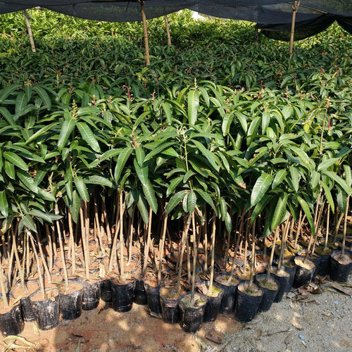 芒果树嫁接特大金煌芒四季红贵妃芒果树当年结果带土地栽盆栽 - 图2