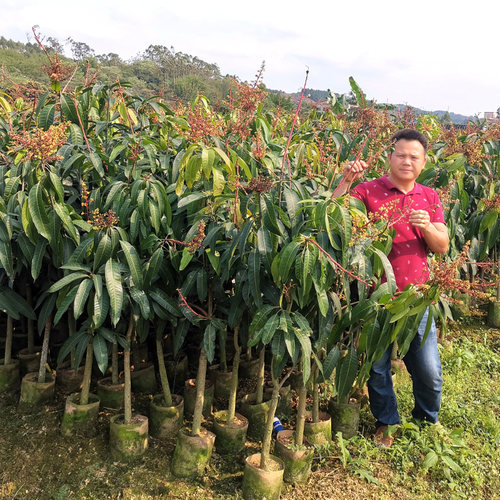 芒果树嫁接特大金煌芒四季红贵妃芒果树当年结果带土地栽盆栽 - 图1