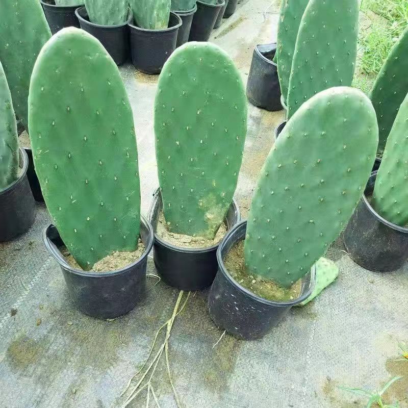 米邦塔仙人掌药用可食用种植美容嫁接内服外敷果食用种苗 - 图0