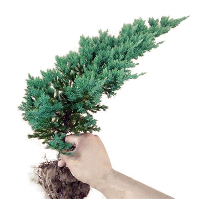 迎客松盆景老桩盆栽室内客厅办公室桌面四季常青绿植花卉植物,淘宝优惠券,粉丝福利购,淘宝优惠卷