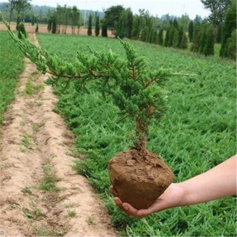 迎客松盆景老桩盆栽室内客厅办公室桌面四季常青绿植花卉植物,淘宝优惠券,粉丝福利购,淘宝优惠卷