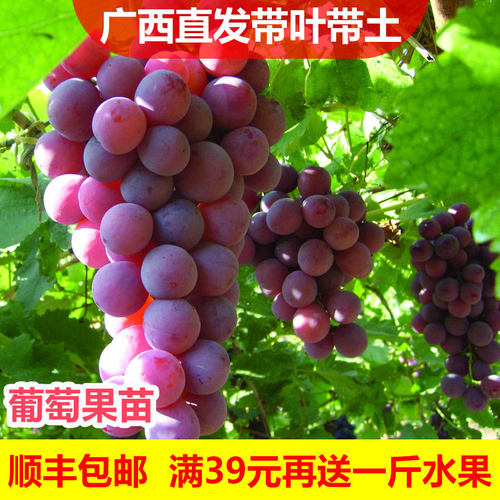 29元2棵带土带叶葡萄树苗当年结果南北方种植爬藤蓝宝石葡萄盆栽 - 图1