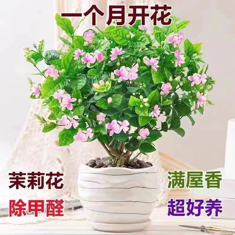 重瓣驱蚊虫双色茉莉花苗木本花卉室内外盆栽香味浓郁花卉浓香植物-图0