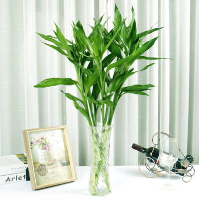 【买一送二】室内水培绿植富贵竹