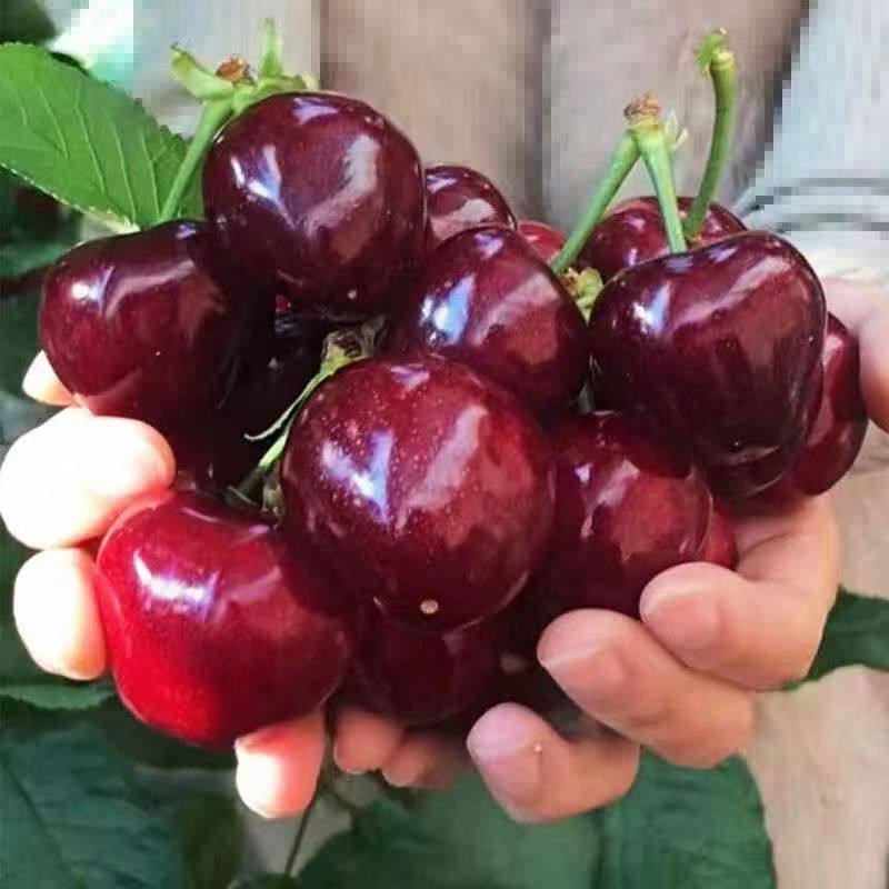 [48小时发货]现货美早大樱桃几口车厘子4j现摘新鲜孕妇水果包邮,淘宝优惠券,粉丝福利购,淘宝优惠卷