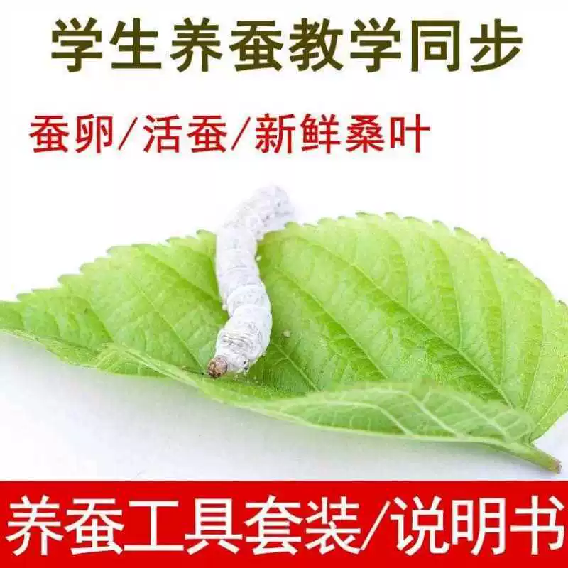 [蚕宝宝活物春蚕子幼虫七彩学生养蚕套装蚕种小蚕卵1龄234新鲜桑叶]