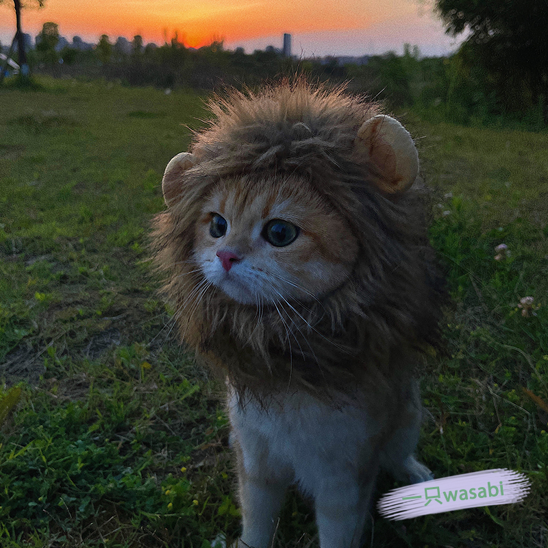 【糯米家】猫咪狮子头套耳朵小型犬狗狗帽子宠物可爱配饰头饰比熊 - 图1