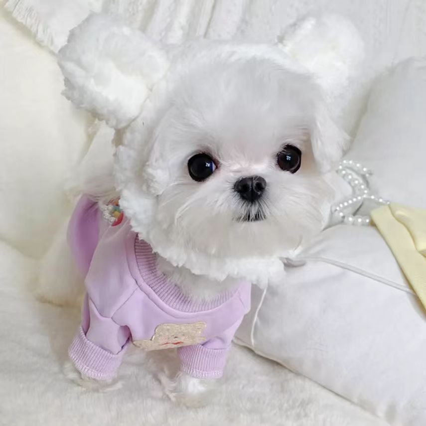 宠物帽子狗狗猫咪头套可爱冬天小型幼犬比熊泰迪马尔济斯保暖头饰,淘宝优惠券,粉丝福利购,淘宝优惠卷