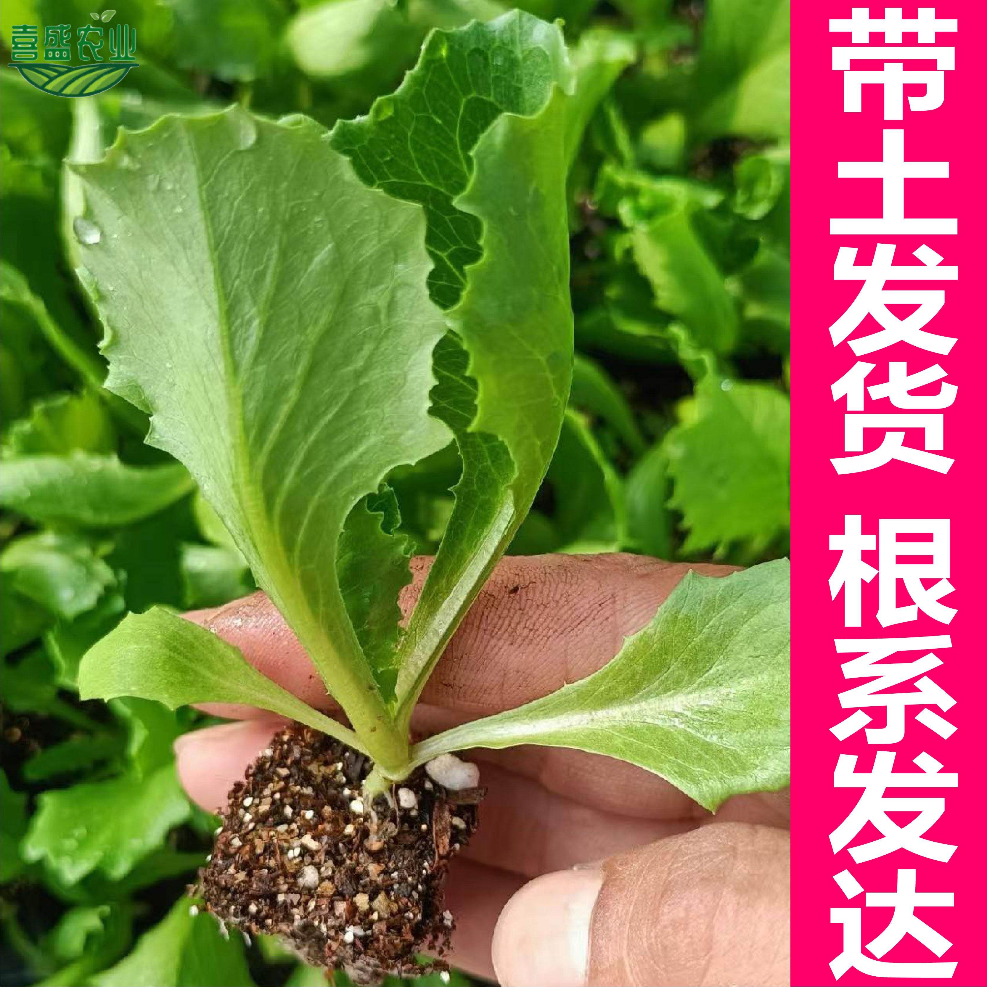 结球生菜苗球生菜种籽包心球形高产抗病春秋阳台四季盆栽圆生菜苗,淘宝优惠券,粉丝福利购,淘宝优惠卷