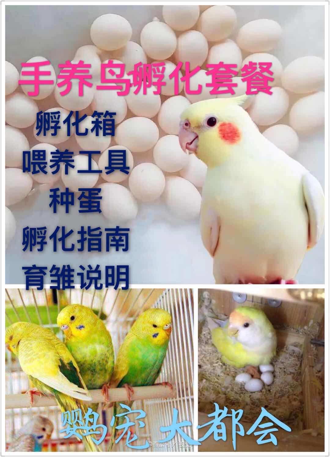 鹦鹉蛋受精蛋 新人首单立减十元 21年9月 淘宝海外 鹦鹉蛋受精蛋 新人首单立减十元 21年9月 淘宝海外