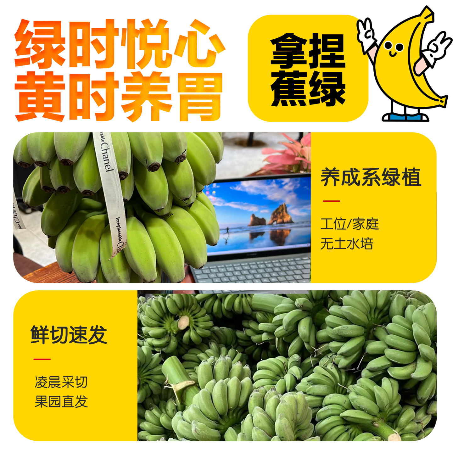 水培香蕉禁止蕉绿苹果蕉整串青香蕉拒绝焦虑芭蕉小米蕉banana花 - 图3