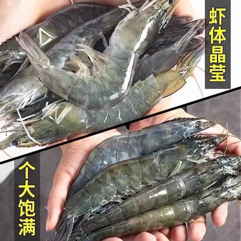 新鲜大虾鲜活超大基围虾青岛海虾特大青虾速冻海鲜虾类海虾冷冻 - 图1