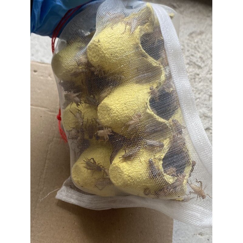 白蟋蟀蛐蛐针头油葫芦活体爬虫蜘蛛守宫树蛙蚂蚁食物鸟龙鱼饲料,淘宝优惠券,粉丝福利购,淘宝优惠卷