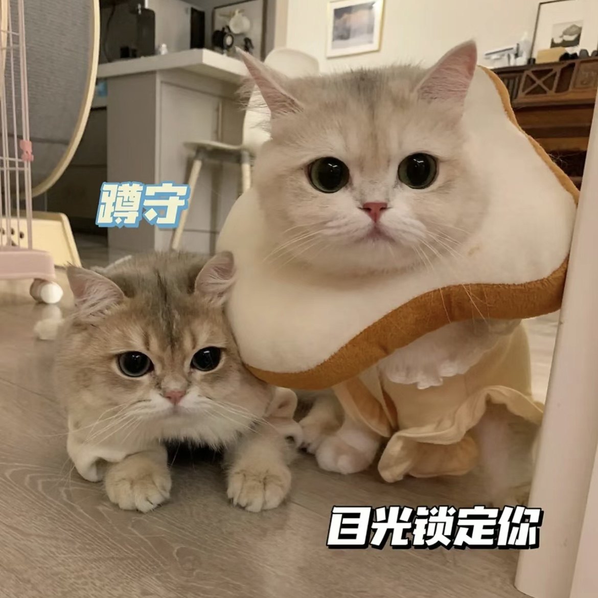 猫咪项圈伊丽莎白圈防舔吐司面包片绝育围脖圈可调节可爱宠物头套,淘宝优惠券,粉丝福利购,淘宝优惠卷