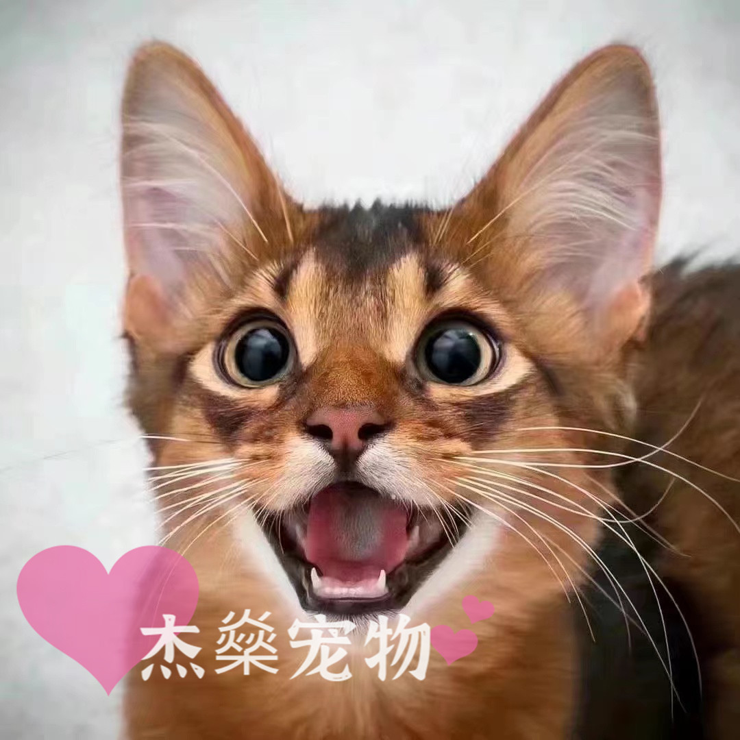 索马里猫长毛阿比西尼亚猫小狗猫火焰色红色蓝色纯血统猫北京猫舍-图0