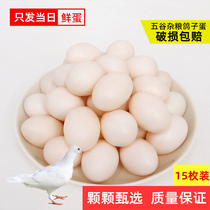Guangdong Fresh Pigeon Egg Mixed Grain Farmhouse Loose White Dove Pregnant Woman Baby Deputy Food Five Grain Cereals Feeding Pigeon Field Hair