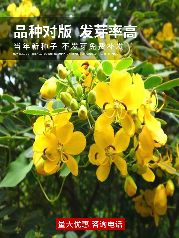 防蛇奇花草蛇草蛇灭门种子护坡固土灌木黄花决明子望江南 - 图0