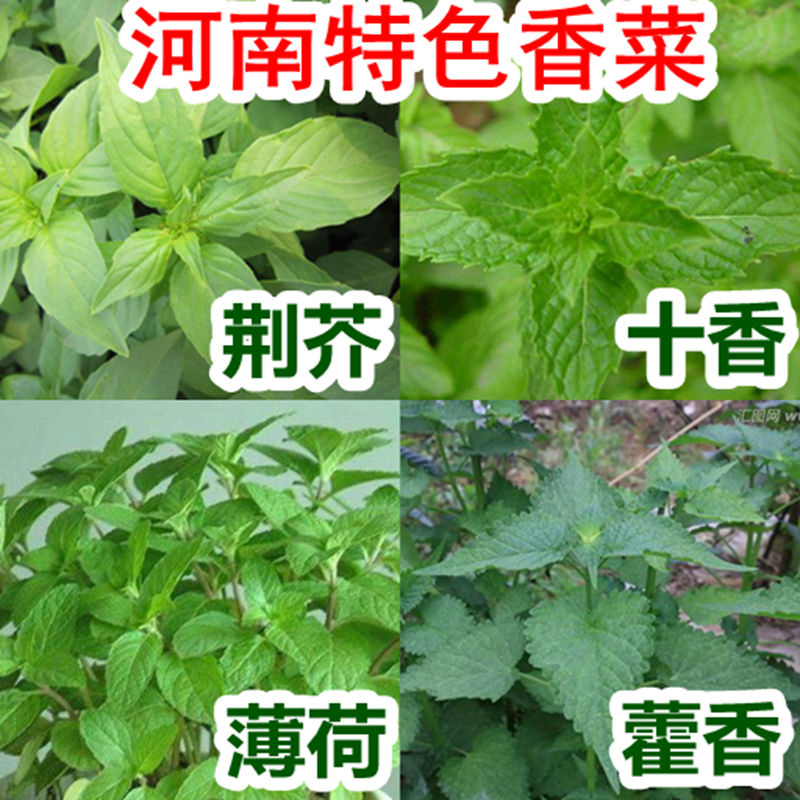 藿香种子  五香叶 鱼香草 大茴种籽菜种食用四季阳台秧苗孑菜籽种 - 图1