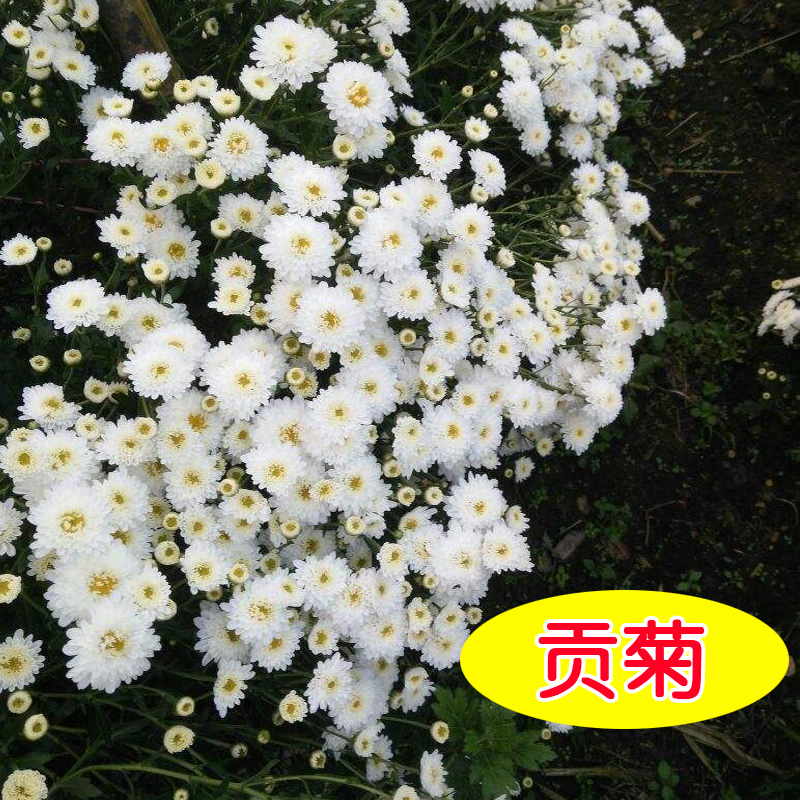 新采摘菊花种子杭白菊胎菊种子黄菊贡菊金丝黄菊种子野菊花 - 图3