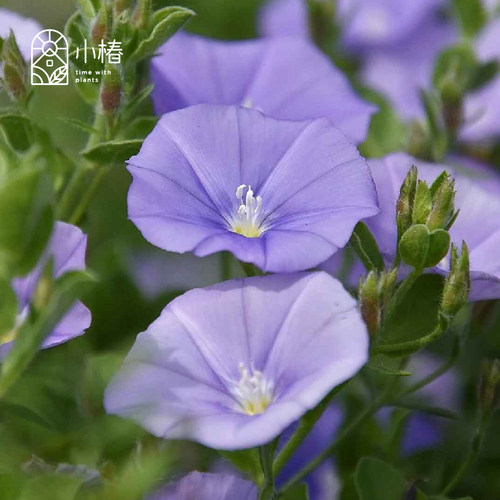 小椿园艺 蓝色岩旋花 多年色常绿蔓生垂吊花期长花境花园花卉植物 - 图0